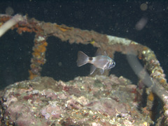 Nectamia savayensis