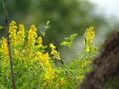 Corydalis crystallina