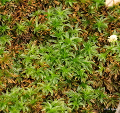 Atrichum selwynii