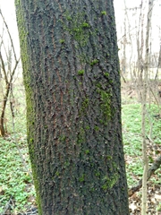 Quercus