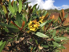 Acridocarpus austrocaledonicus