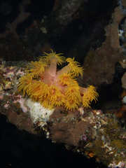 Tubastraea