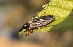Bibio xanthopus