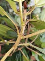Miconia subhirsuta