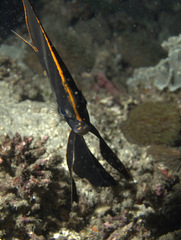 Platax pinnatus