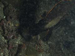 Platax pinnatus