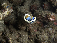 Chromodoris annae