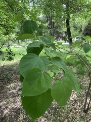 Catalpa