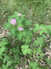 Trifolium pratense