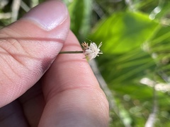 Eleocharis elliptica