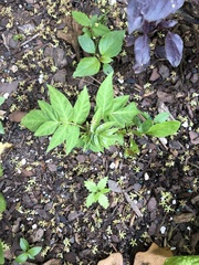 Ailanthus
