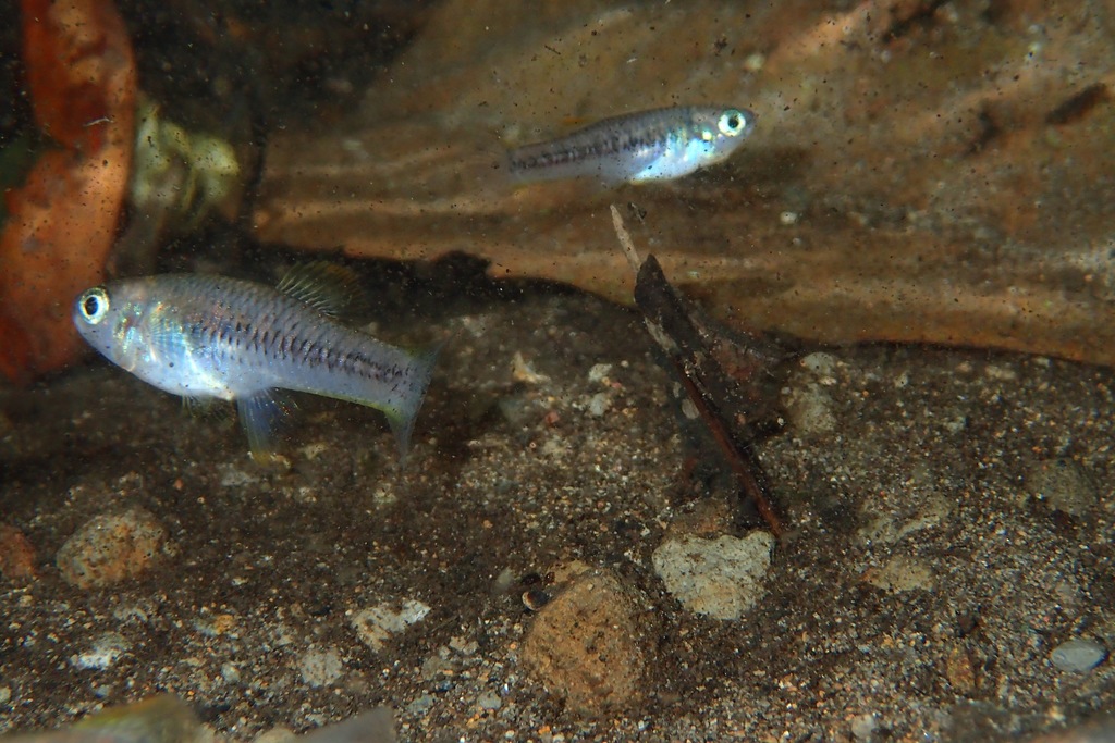 Orange finned toothcarp (Priapichthys annectens) — Poeciliidae