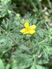 Potentilla argentea