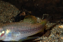Priapichthys annectens