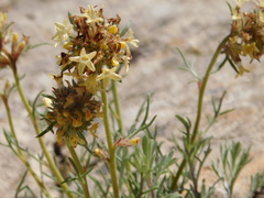 Ipomopsis spicata