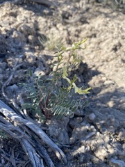 Astragalus eremiticus