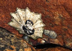 Scutellastra longicosta