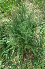 Achillea millefolium