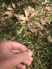 Silene lemmonii
