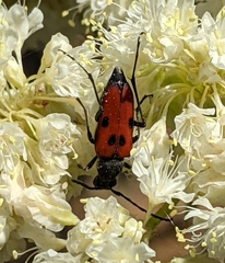 Anastrangalia laetifica