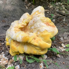 Laetiporus sulphureus