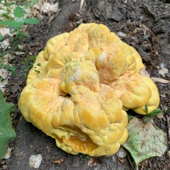 Laetiporus sulphureus