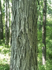 Carya carolinae-septentrionalis