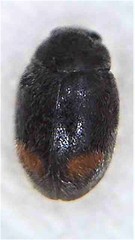Nephus binaevatus