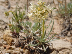 Ipomopsis spicata
