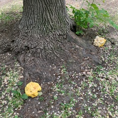 Laetiporus sulphureus