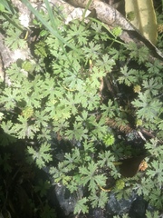 Hydrocotyle dissecta