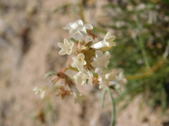 Ipomopsis spicata