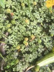 Hydrocotyle dissecta