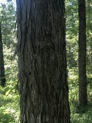 Carya carolinae-septentrionalis