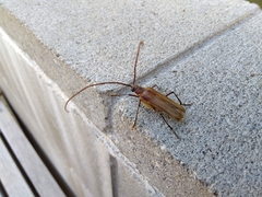 Ochrocydus huttoni
