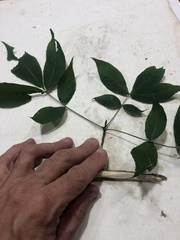 Carya carolinae-septentrionalis