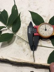 Carya carolinae-septentrionalis