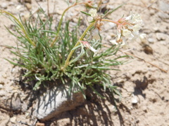 Ipomopsis spicata