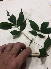 Carya carolinae-septentrionalis