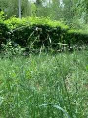 Bromus inermis