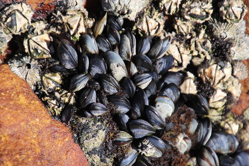 Octomeris angulosa