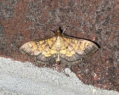 Diacme elealis