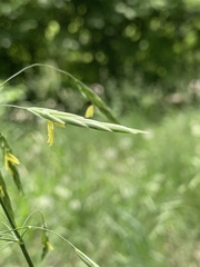 Bromus inermis
