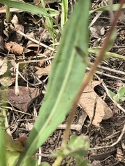 Lithophragma tenellum