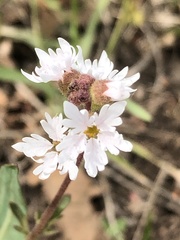 Lithophragma tenellum