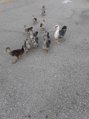 Cairina moschata domestica