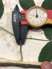 Carya carolinae-septentrionalis