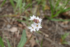 Lithophragma tenellum