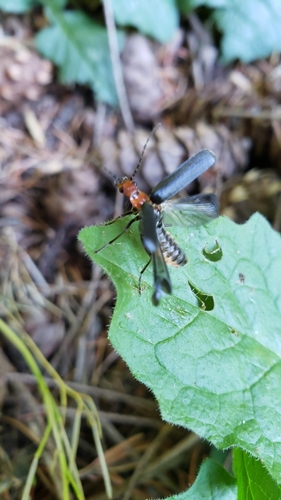 Downy Leather-winged Beetle photo 6
