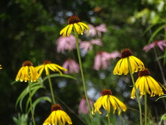 Echinacea paradoxa paradoxa